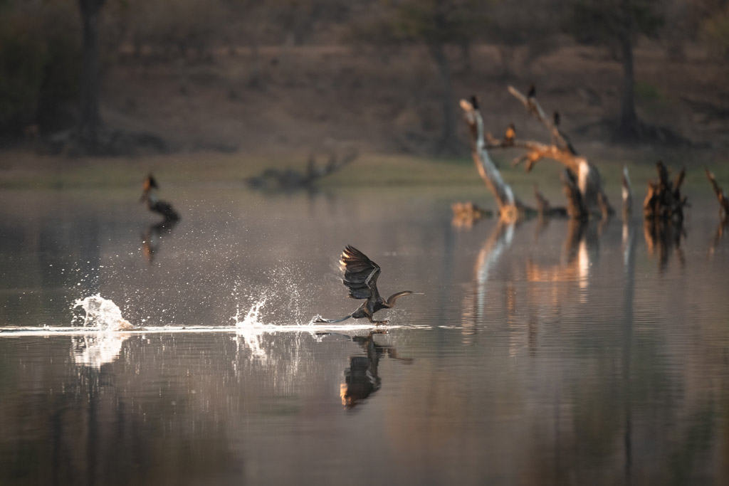 Heron Flying Chobe River