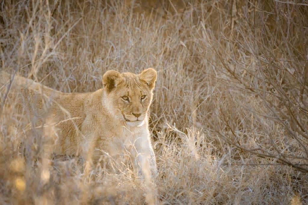 Lion Cub In Madikwe