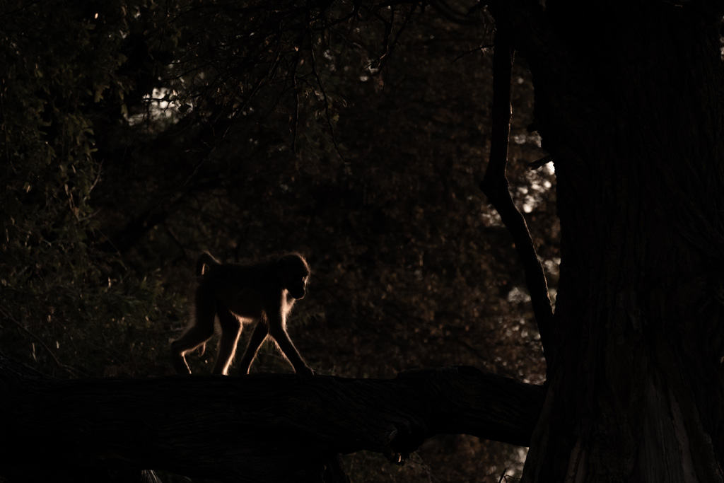 Backlit Rim Light Baboon