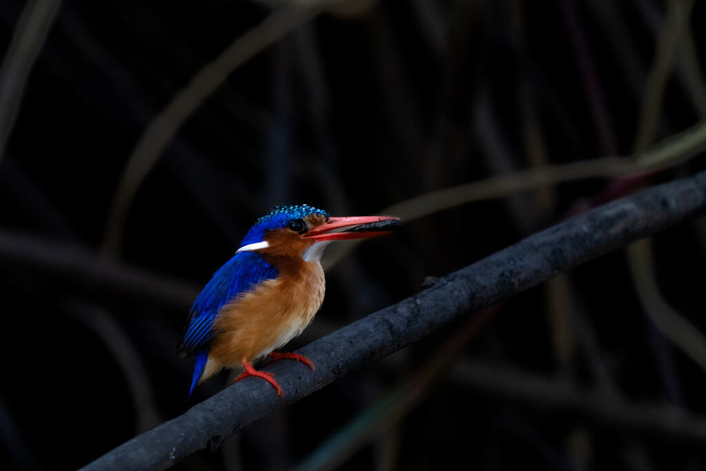 Malachite Kingfisher Chobe National Park