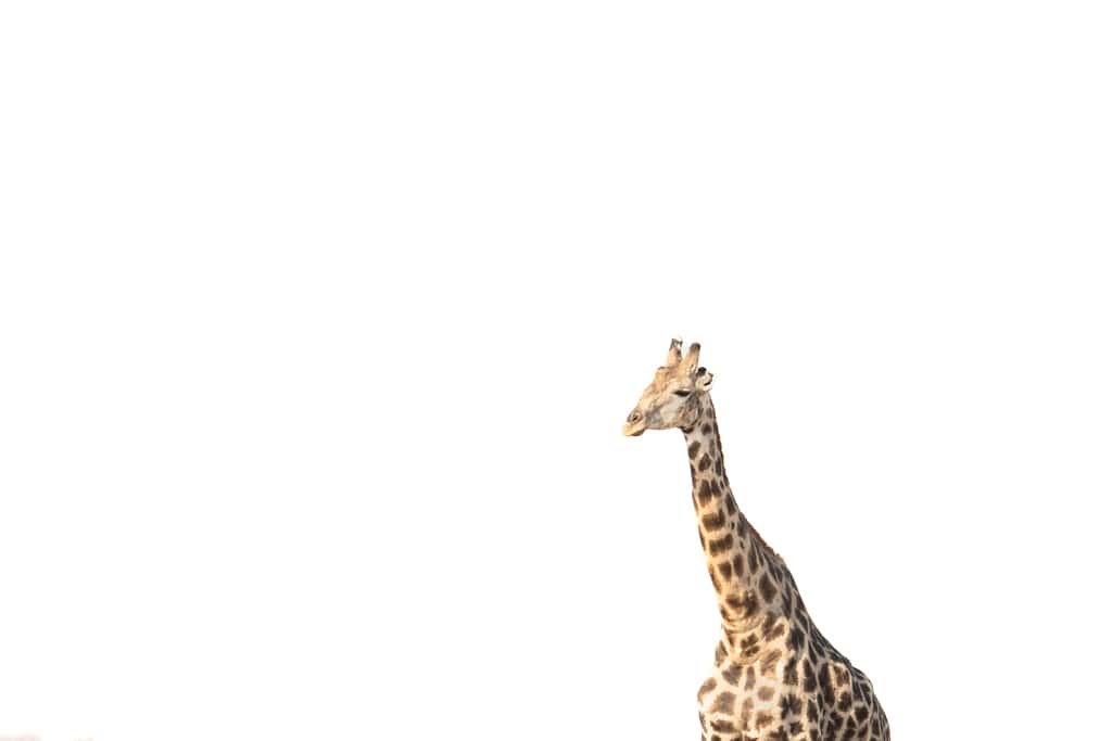 Minimalist Giraffe
