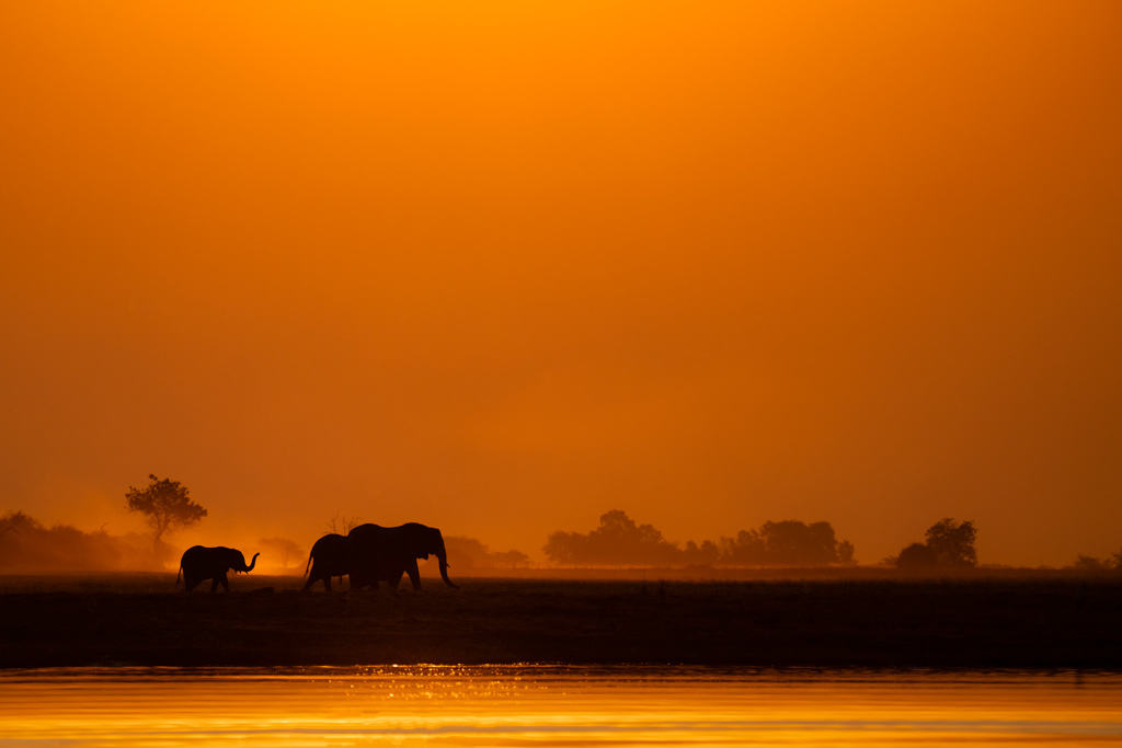Elephants Sunset Botswana Photo Safari