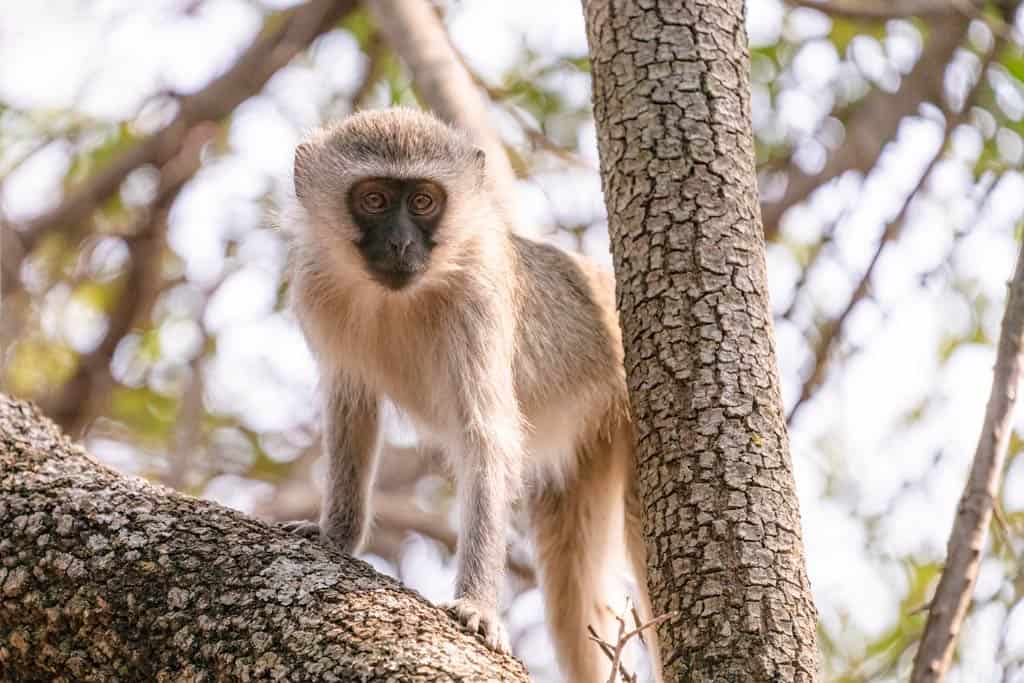 Monkey In Tree