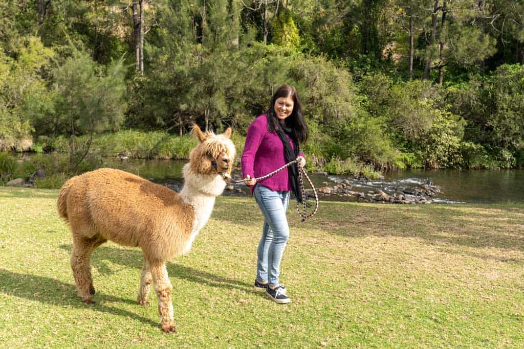 Mountview Alpaca Farm Gold Coast