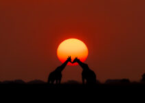 Pangolin Photo Safaris Review – The Best African Safari for Photographers