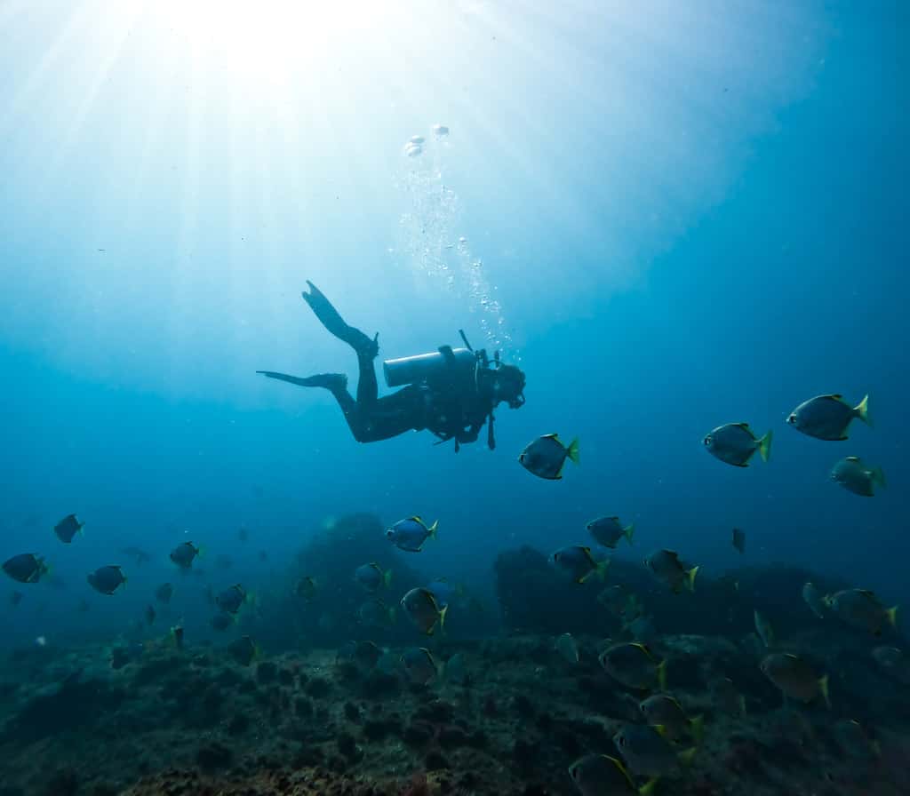 Person Diving Gold Coast Gopro