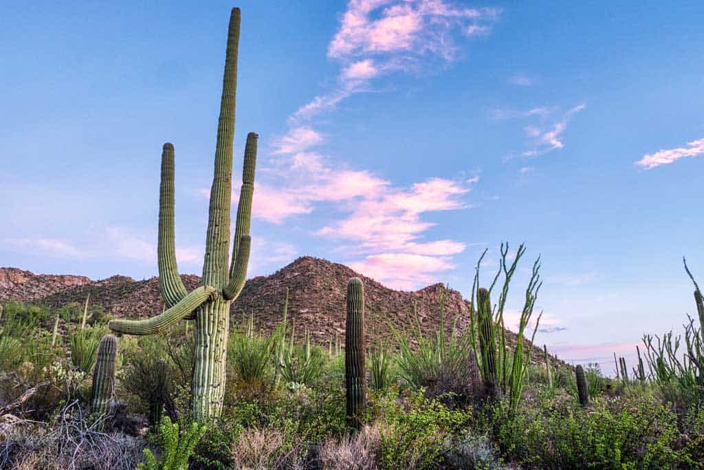 Saguaro National Park