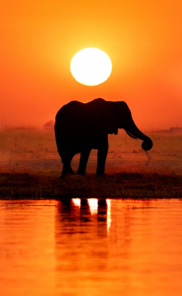 Elephant At Sunset