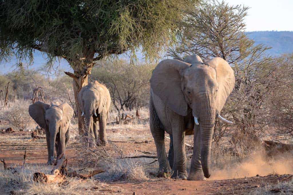 Madikwe Elephants