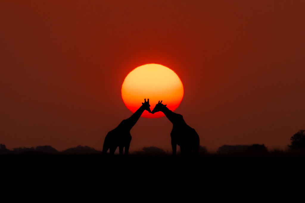 Two Giraffes Kissing Pangolin Photo Safaris Review