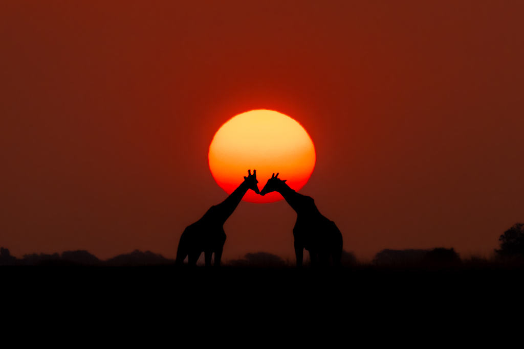 Stunning silhouettes show animals of Africa at sunrise and sunset - BBC News