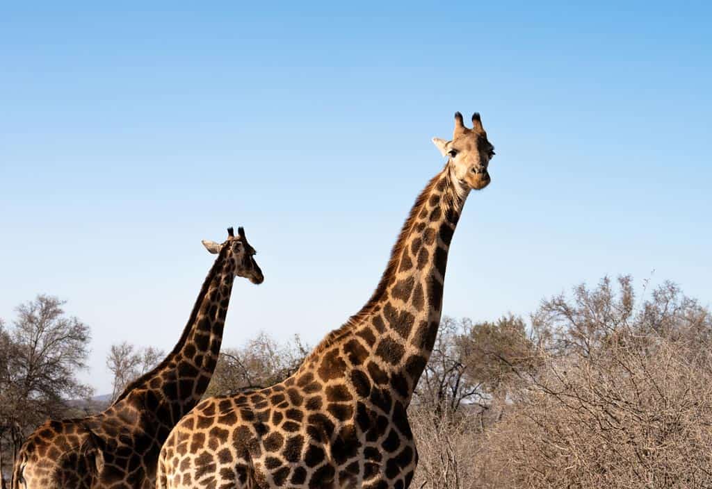 Giraffes In Madikwe