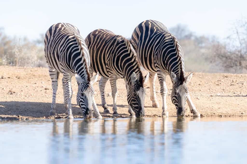 Jaci's Water Hole Zebras