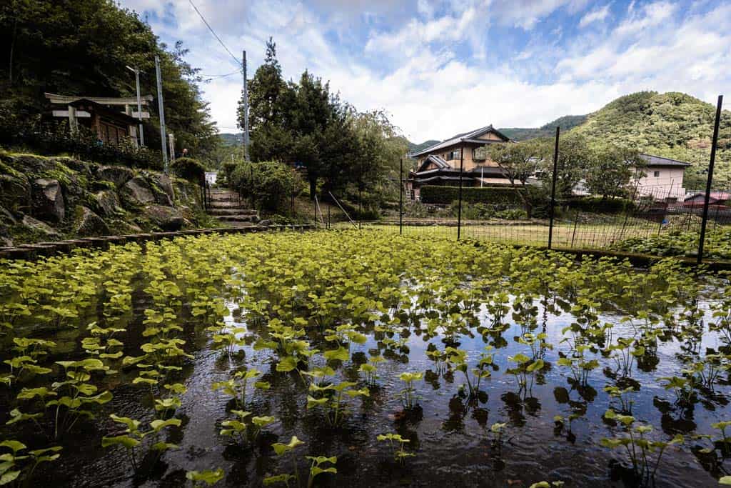 Wasabi Farm