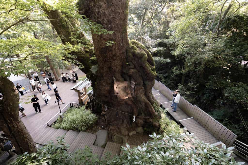 Camphor Tree Kinomiya Shrine