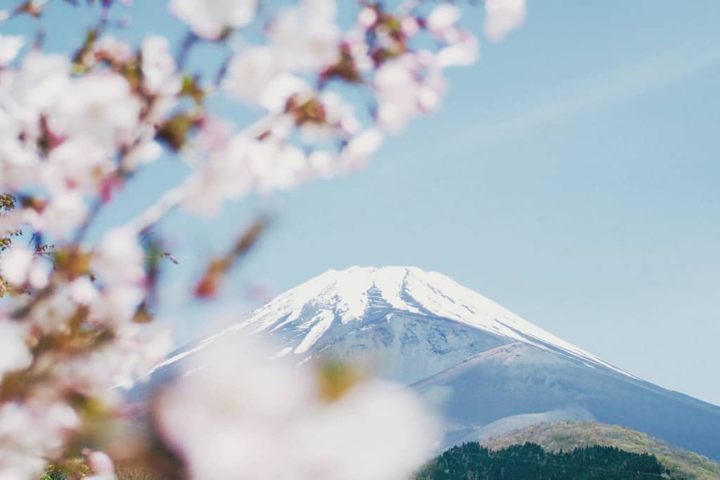 Cherry Blossoms Mount Fuji