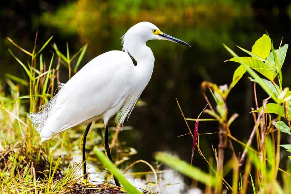 Egret Florida Everglades