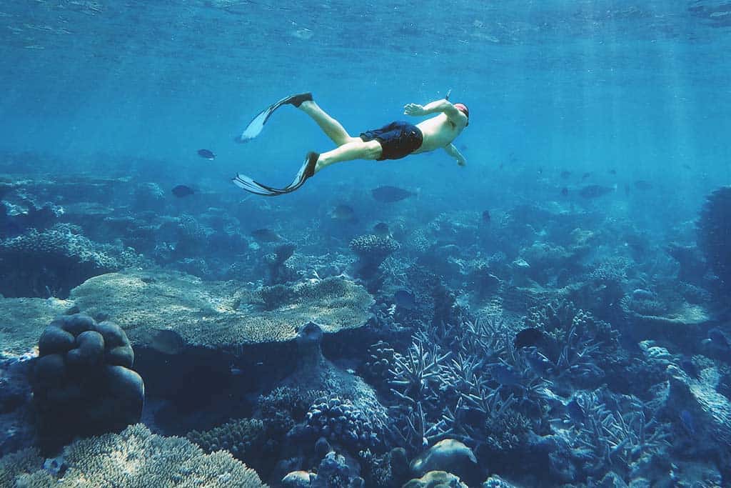 Snorkeling In Coral Reefs