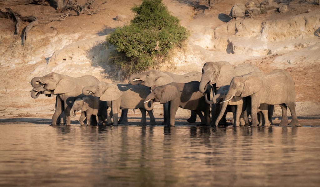 Elephants Drinking From Chobe River