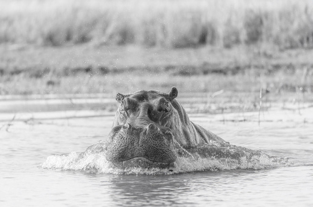 Hippo Lunging High Key Black And White
