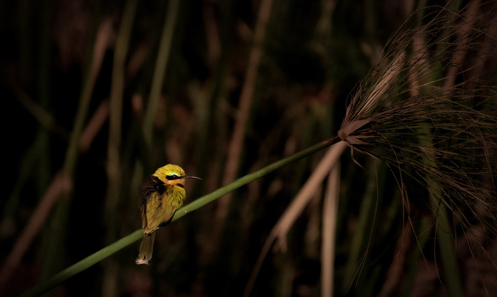 Yellow Breasted Bee Eater