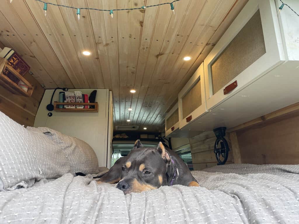Dog Lying On Campervan Bed Ideas 