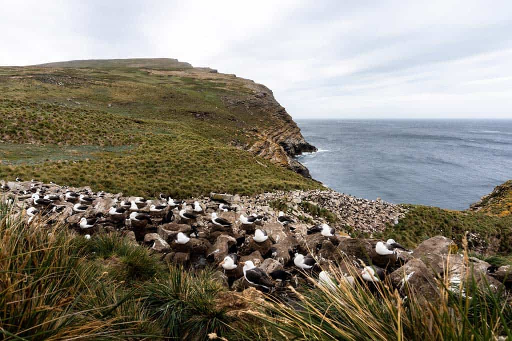 Black Browed Albatros West Point Falkland Islands