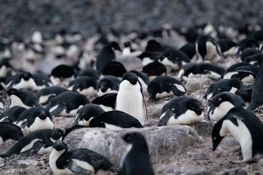 Colonia di pinguini di Adelia Isola Paulet