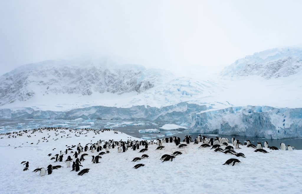 Penguins At Neko Harbour