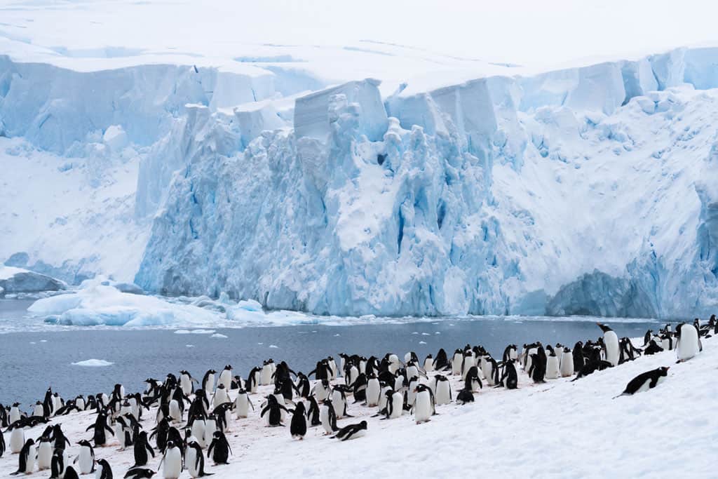 Penguins On Ice Best Antarctica Cruise Expedition Operator