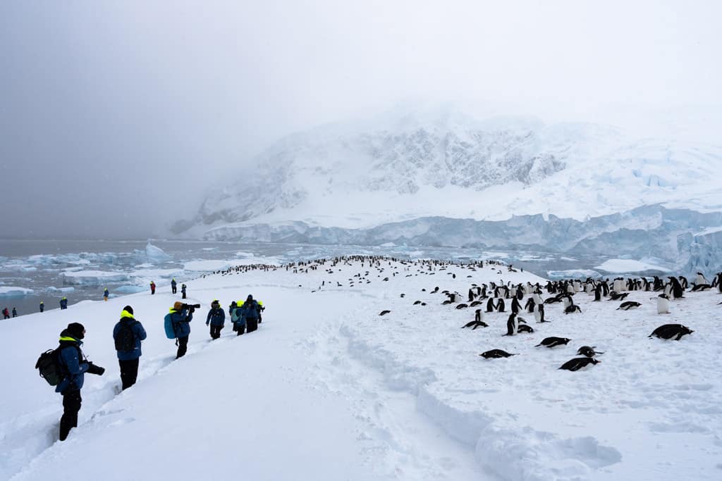 People Looking At Penguins Neko Harbour