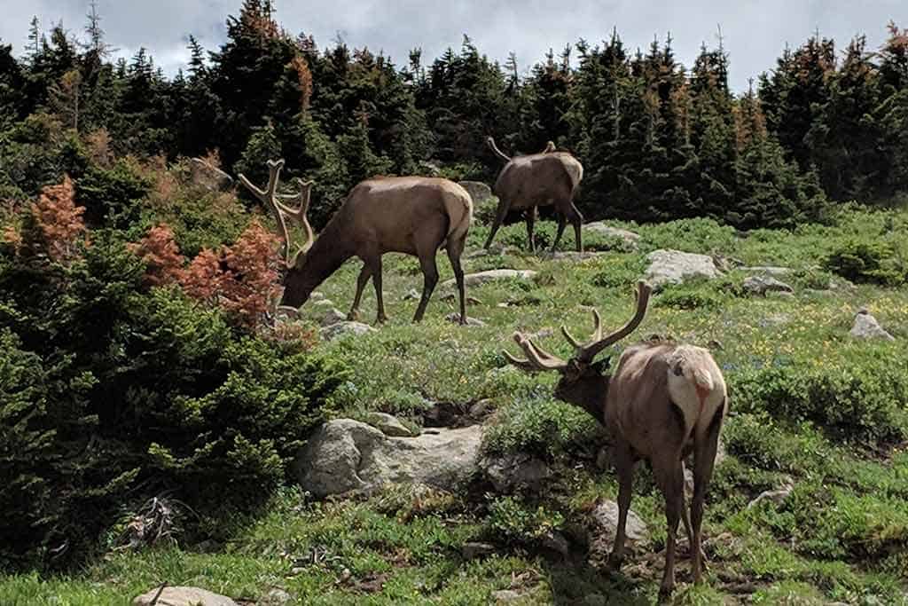 Estes Park Colorado Elk