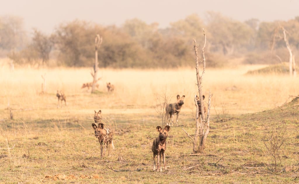 African Wild Dogs Okavango Delta
