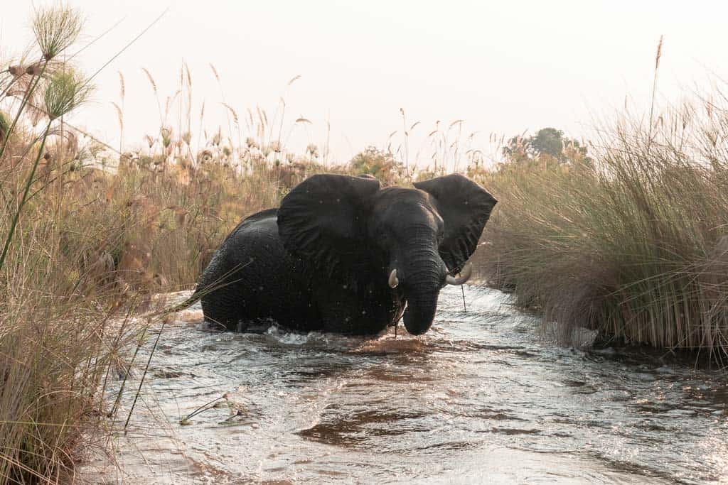 Elephant In River