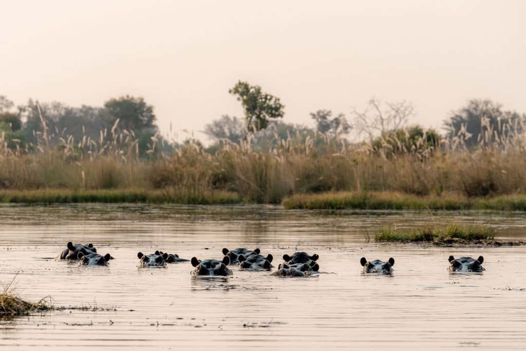 Hippos In The Okavango Delta Ker And Downey Shinde Camp Review
