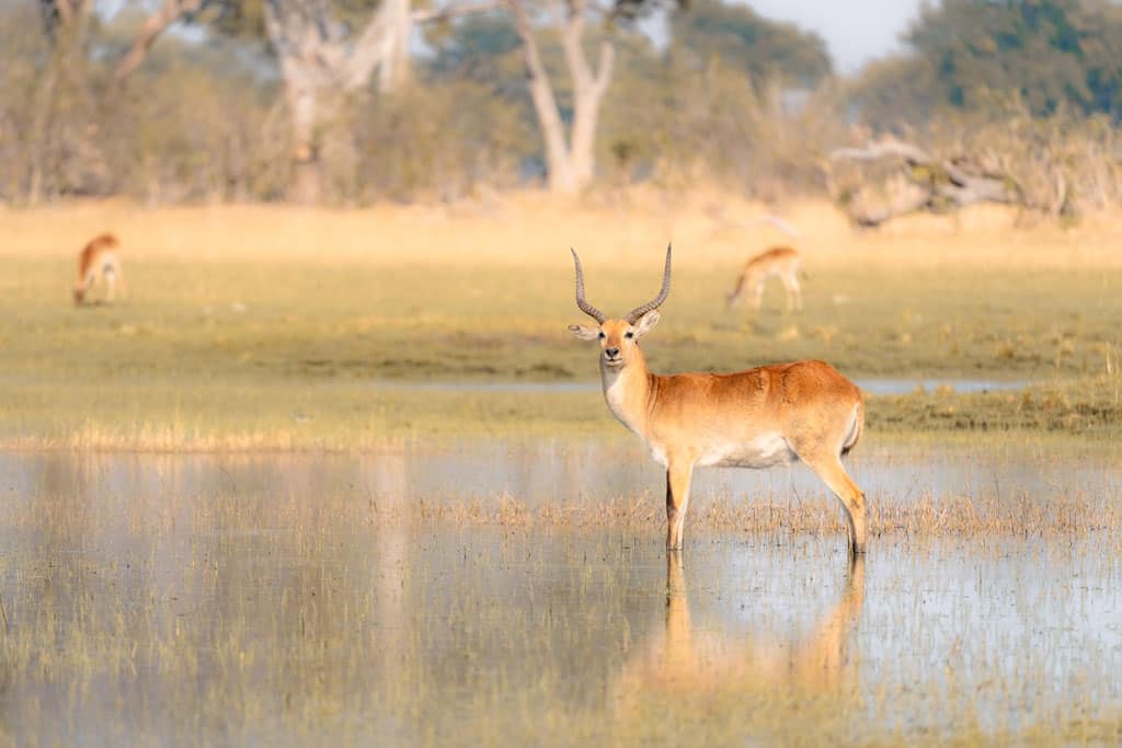 Impala In Water