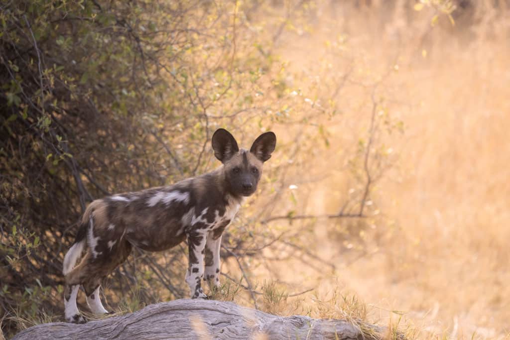 Painted Dog Pup
