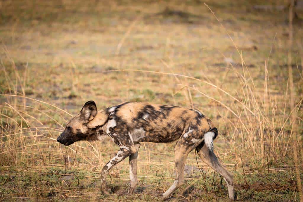 African Wild Dog Hunting