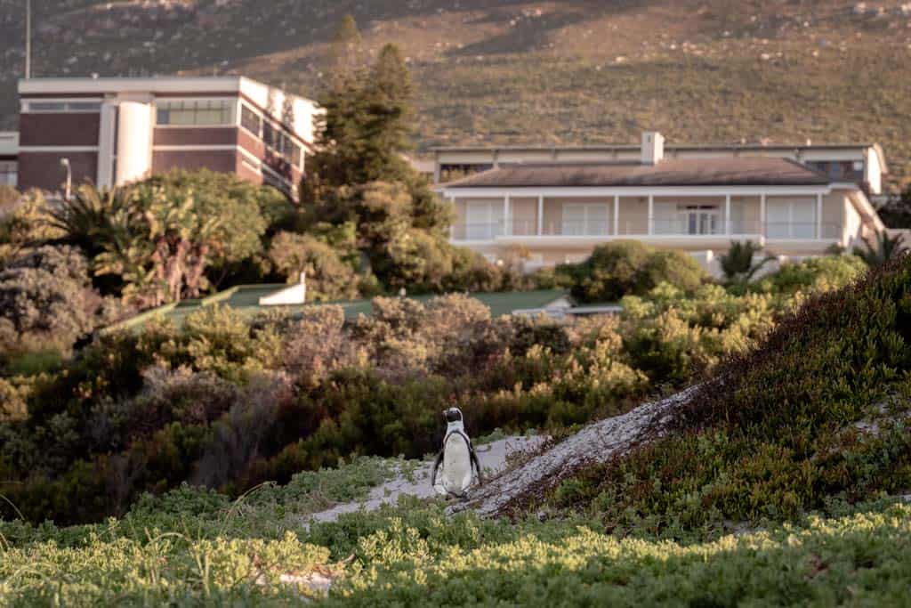 Penguin Walking Down To Beach With Suburb Behind