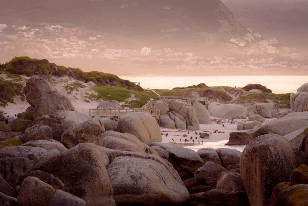 Penguins In Simons Town South Africa 15 1