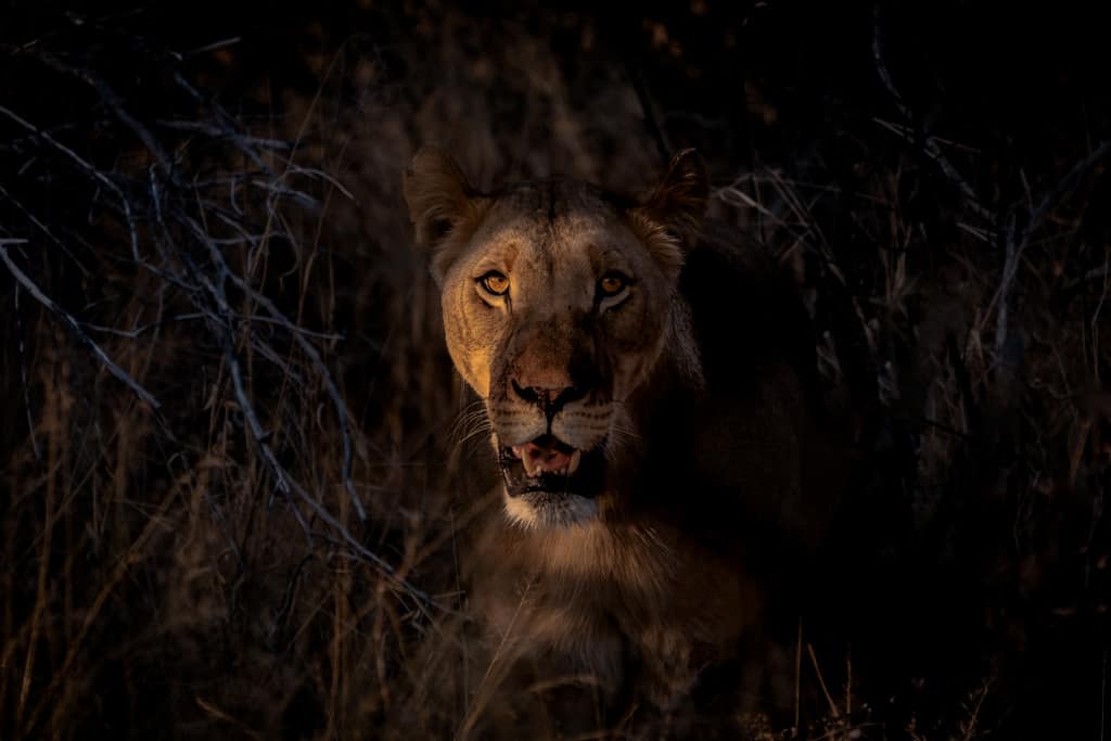 Lioness In Kalahari Desert