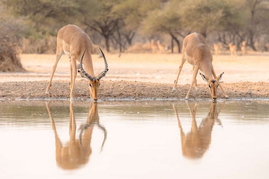 Impala Drinking From Water Hole