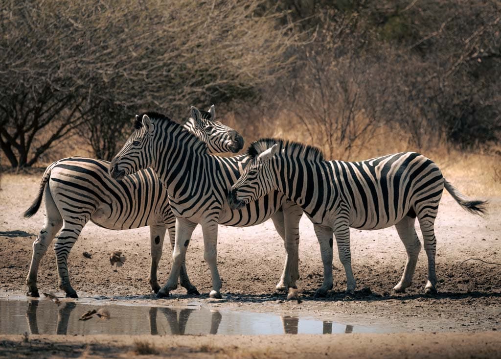 Zebras Kalahari Desert Botswana