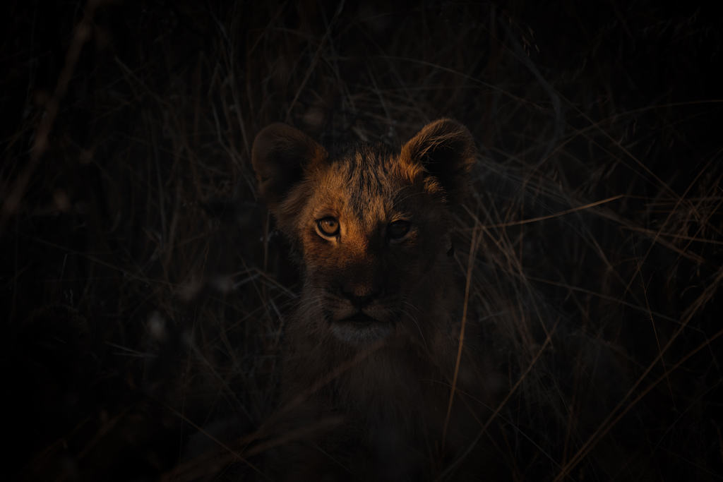 A Lion Cub Stares Out From The Darkness In The Kalahari Desert.