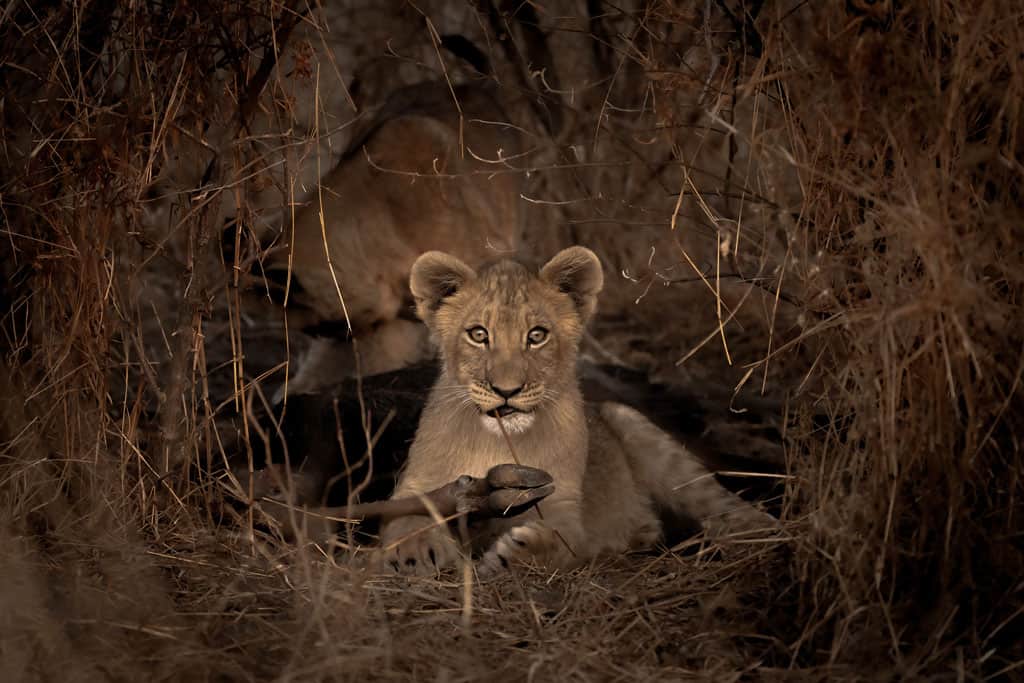 Lion Feeding On Wildebeest Dinaka Concession Review