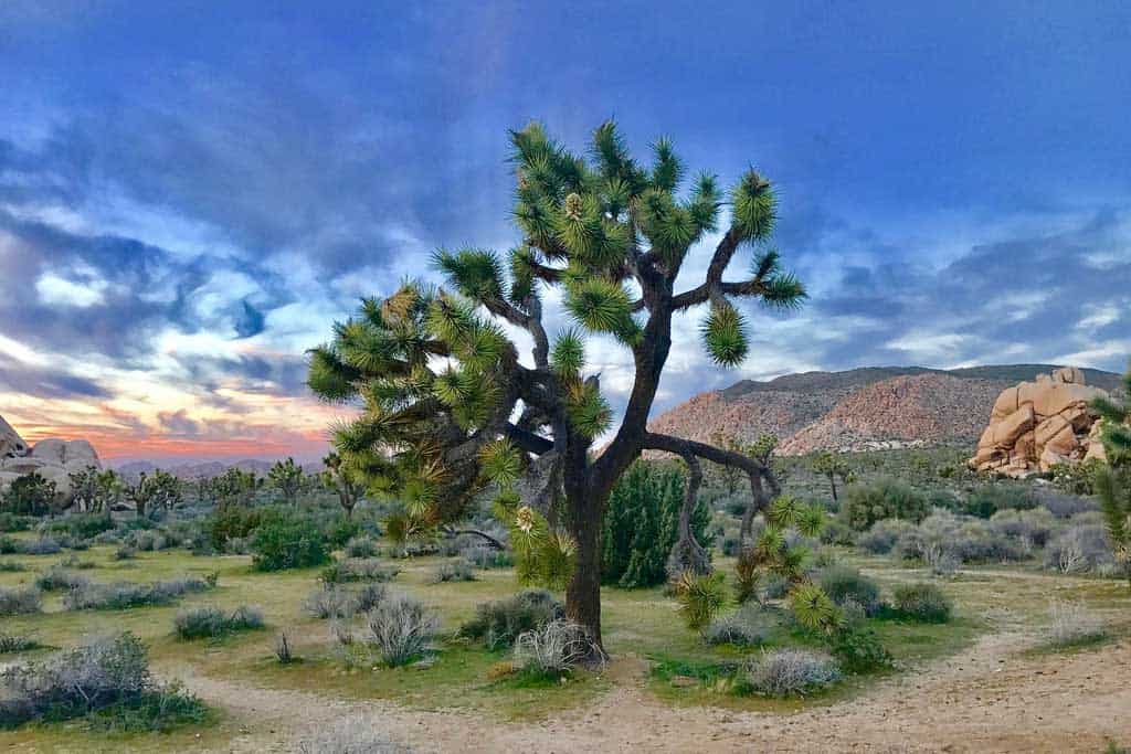 Joshua Tree National Park