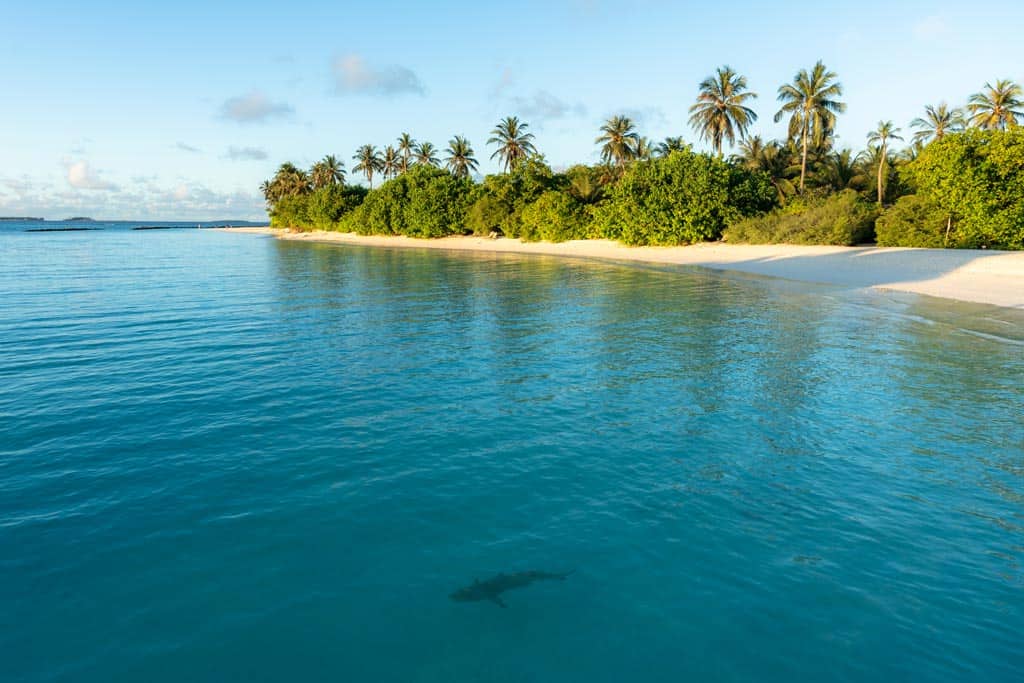 Reef Shark Water Island Sun Siyam Iru Fushi