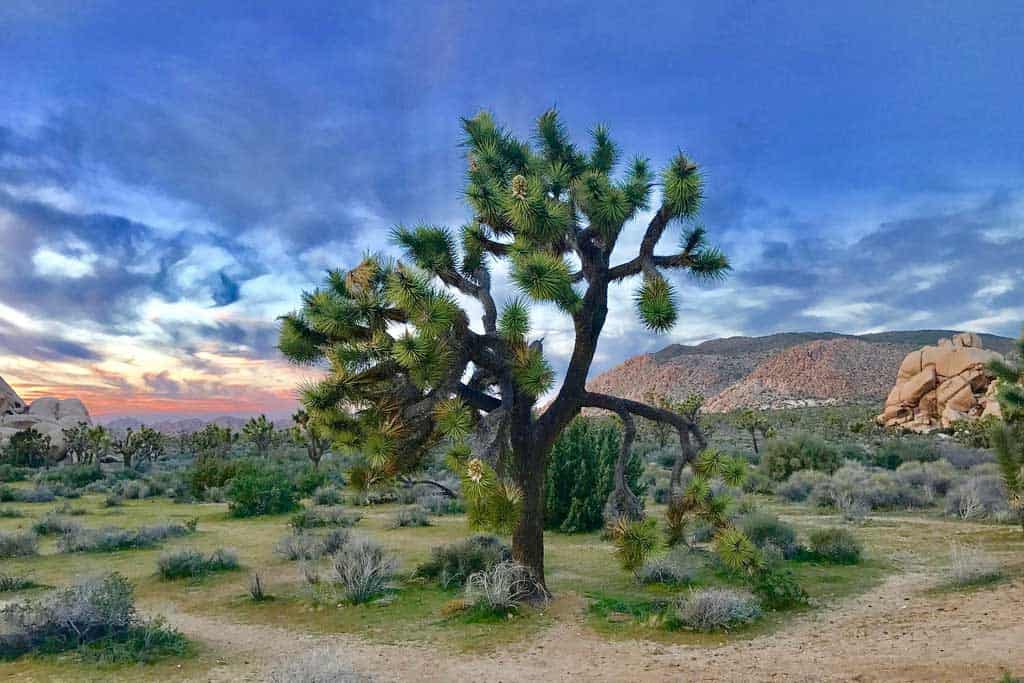 Joshua Tree National Park