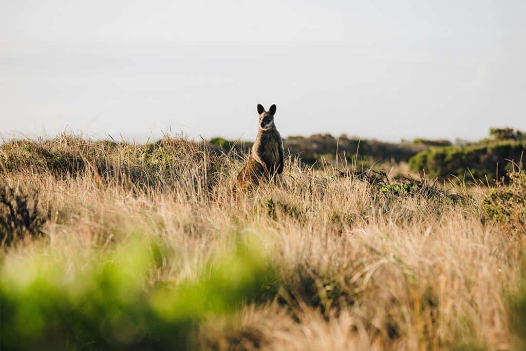 Kangaroo Australia