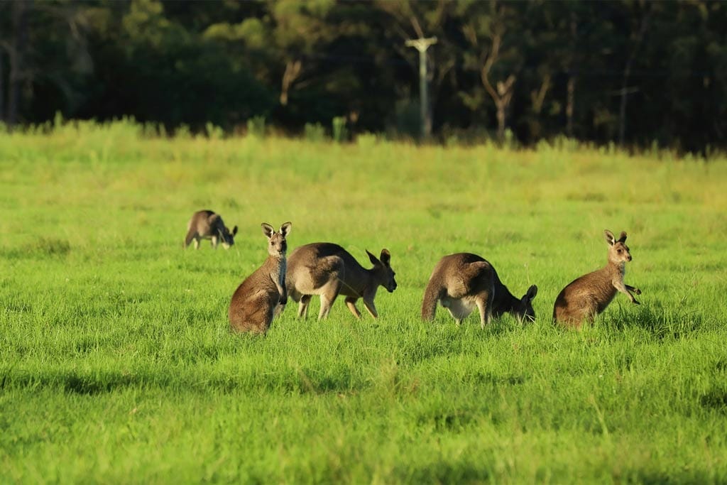 Kangaroo Valley Wildlife
